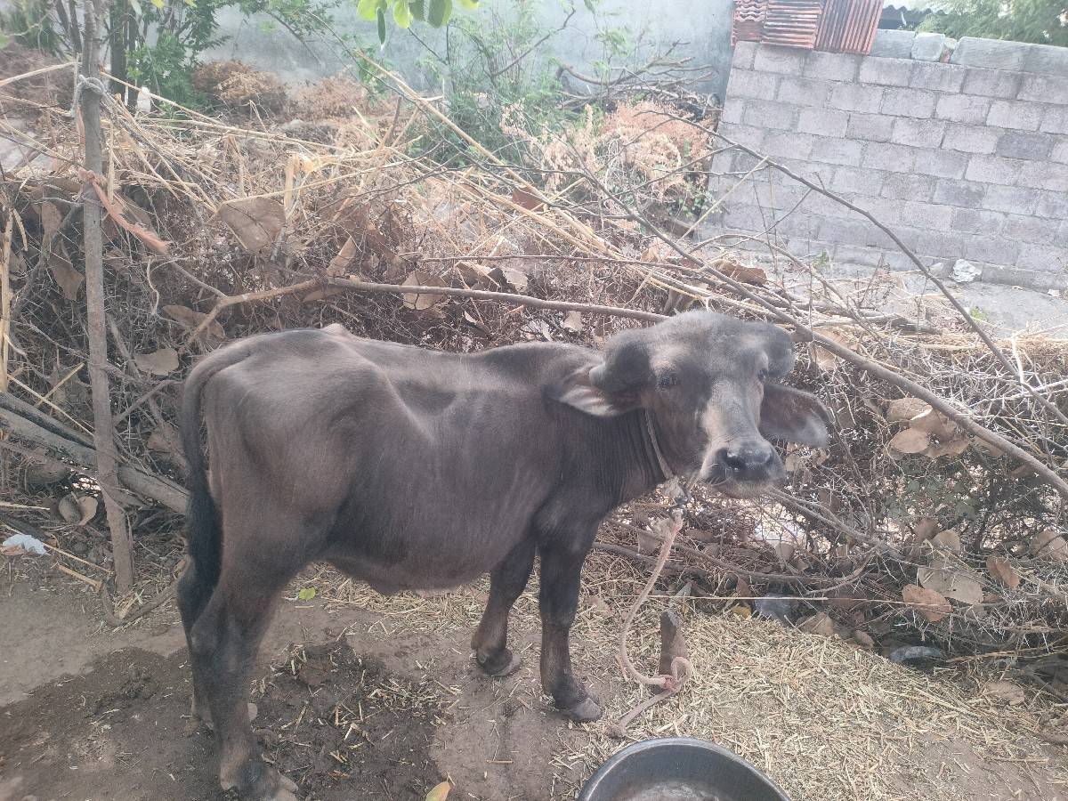 પાડો વેચવાનો સે