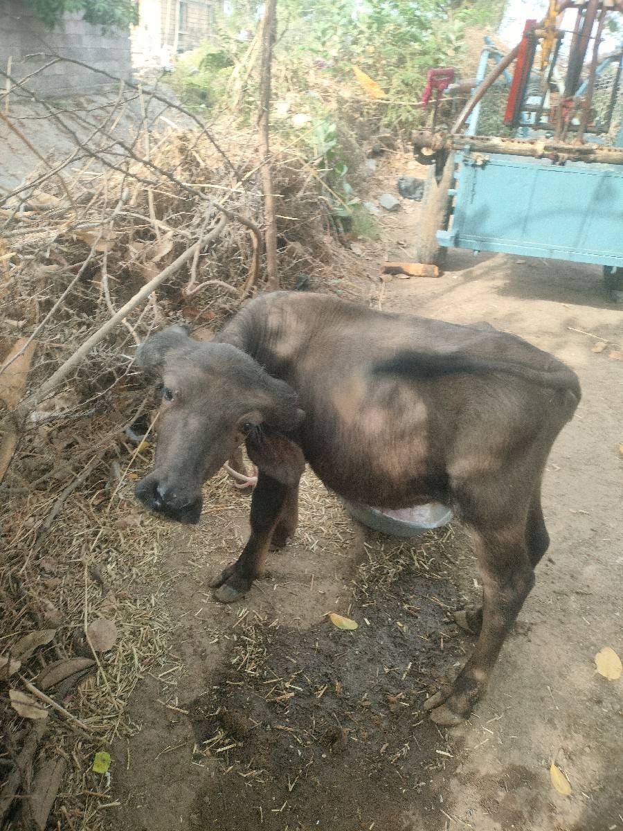 પાડો વેચવાનો સે