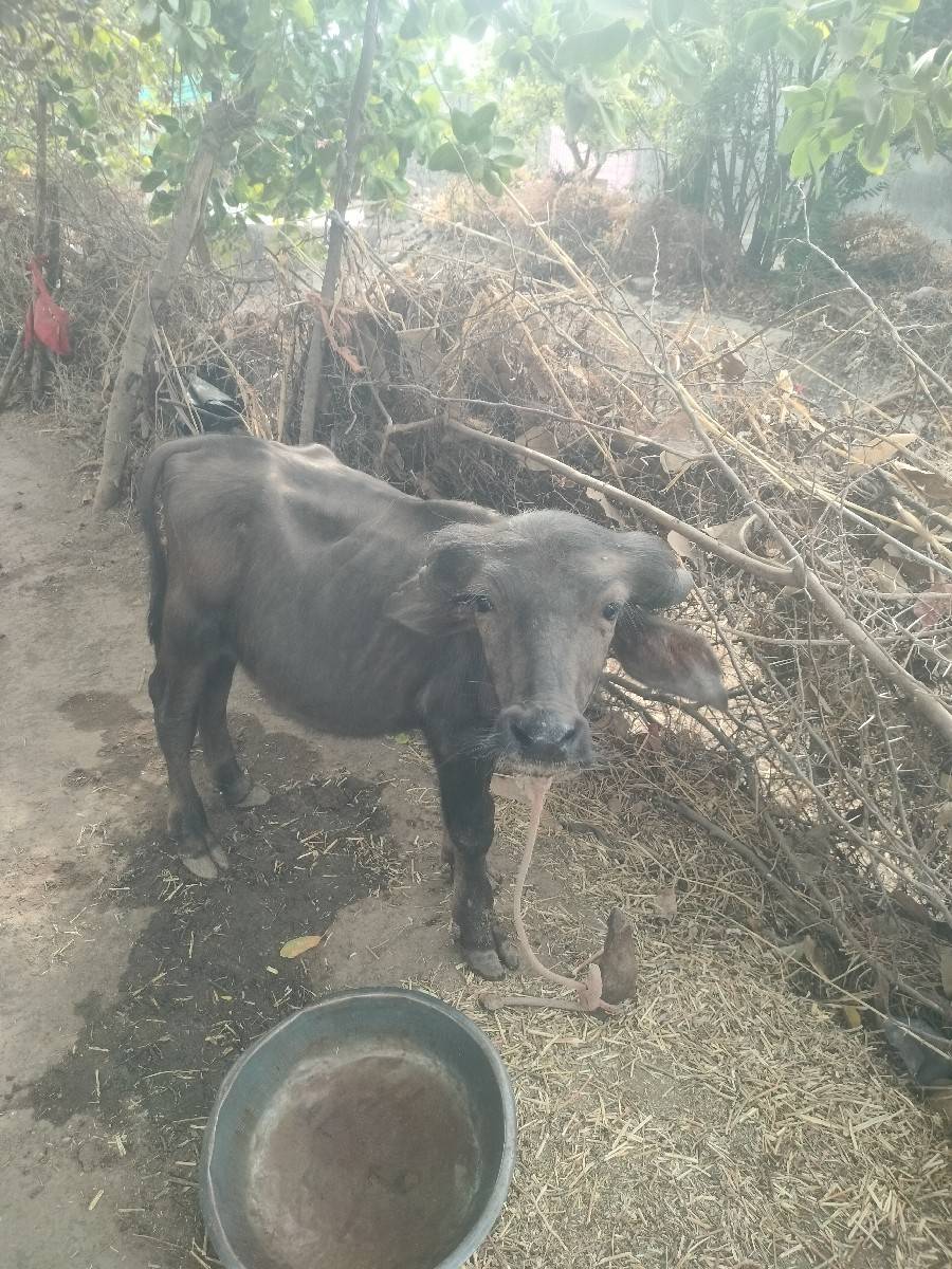 પાડો વેચવાનો સે