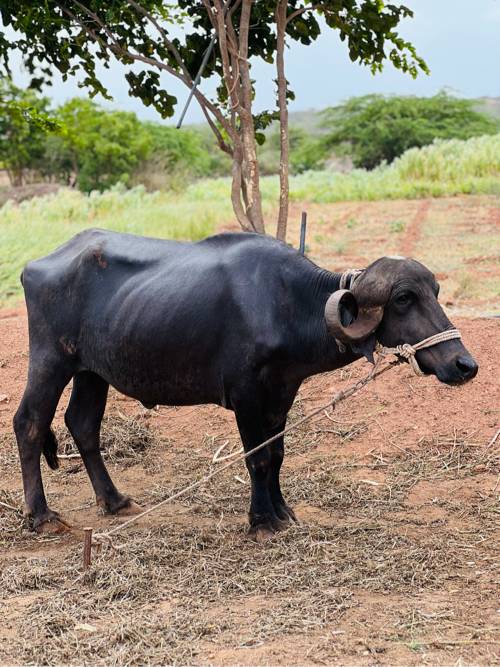 જાફ્રાબાદી ખડેલી જાતવાન
