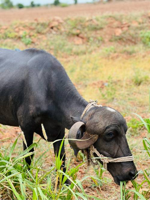 જાફ્રાબાદી ખડેલી જાતવાન