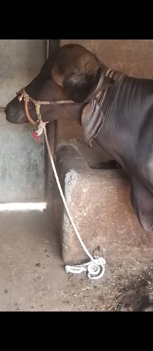 ખડેલી અને ભેસ વેચવાની છે