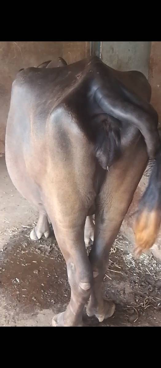 ખડેલી અને ભેસ વેચવાની છે