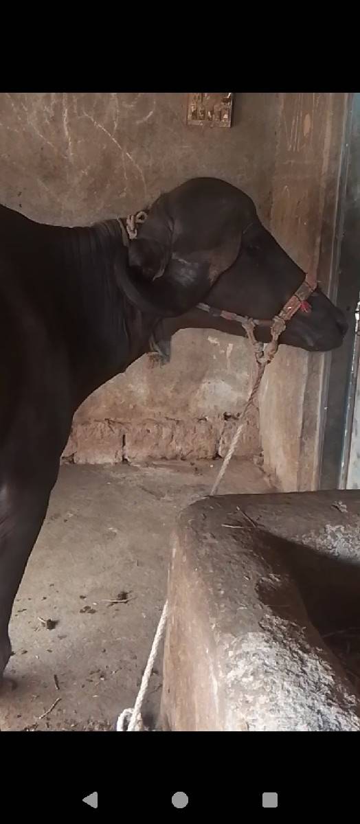 ખડેલી અને ભેસ વેચવાની છે