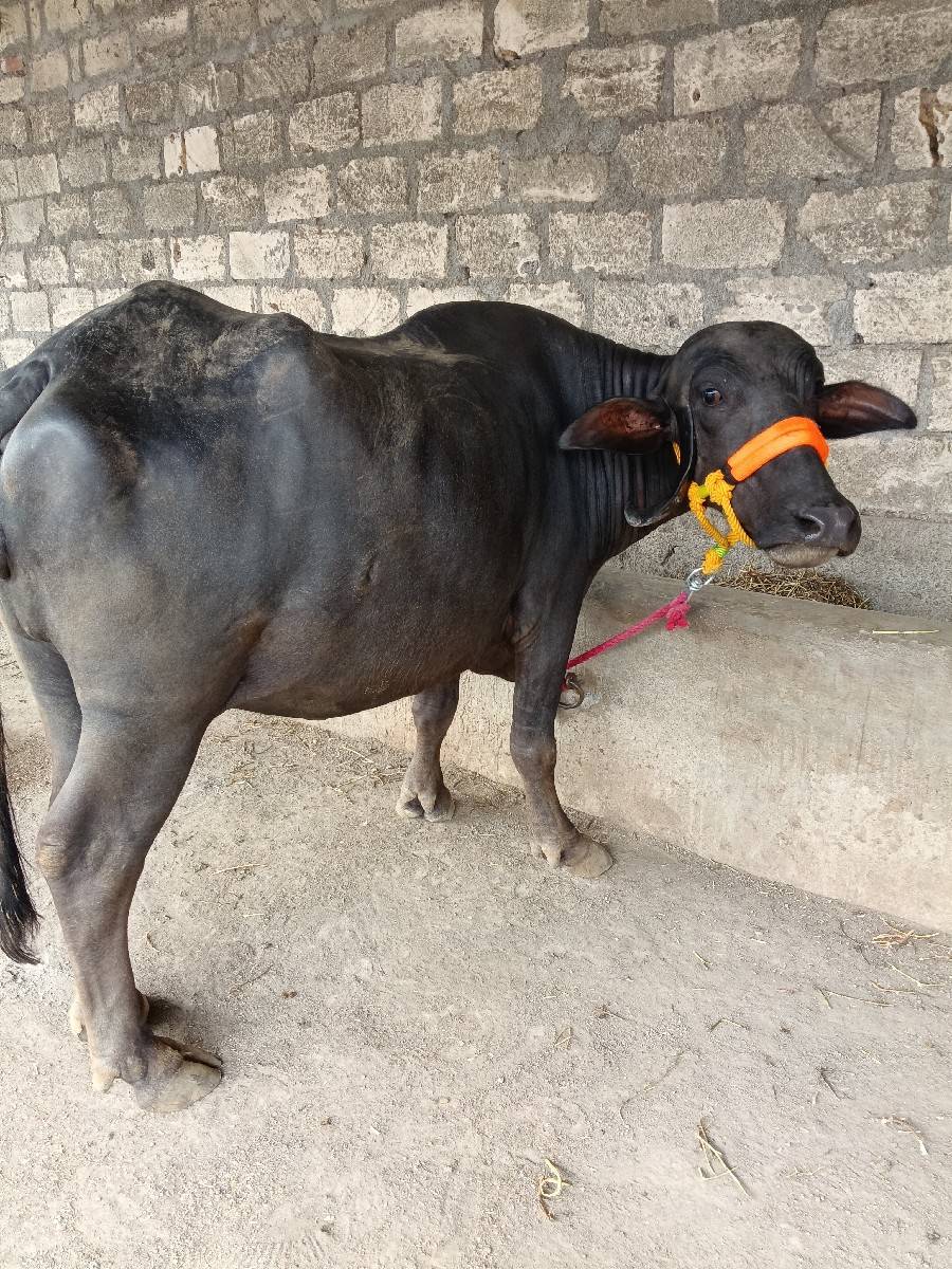 ખડેલી વેચવાની છે