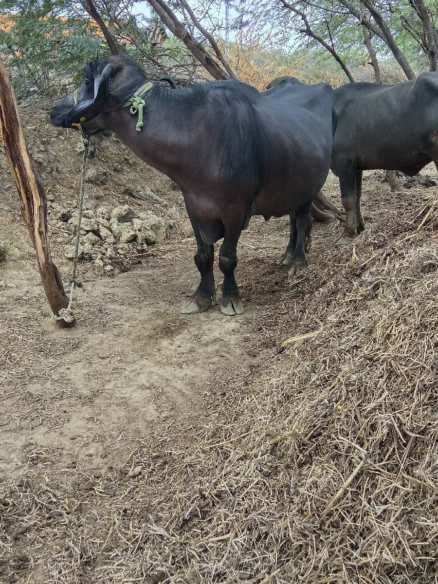 ભેસ