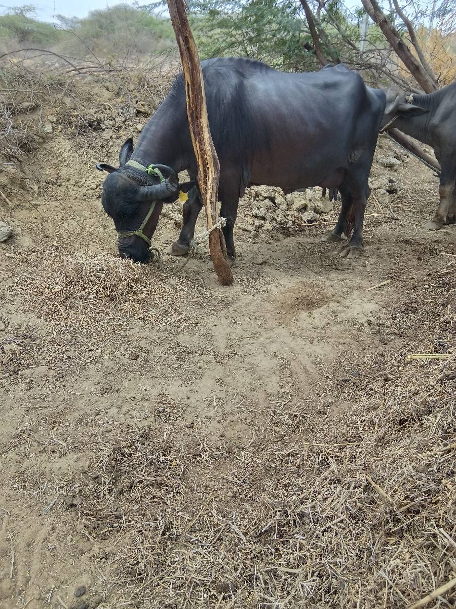 ભેસ