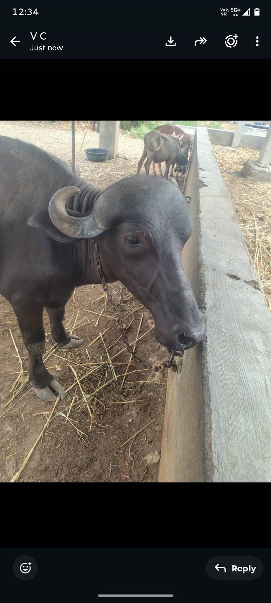 ખડેલુ 3 વરસ નું છે