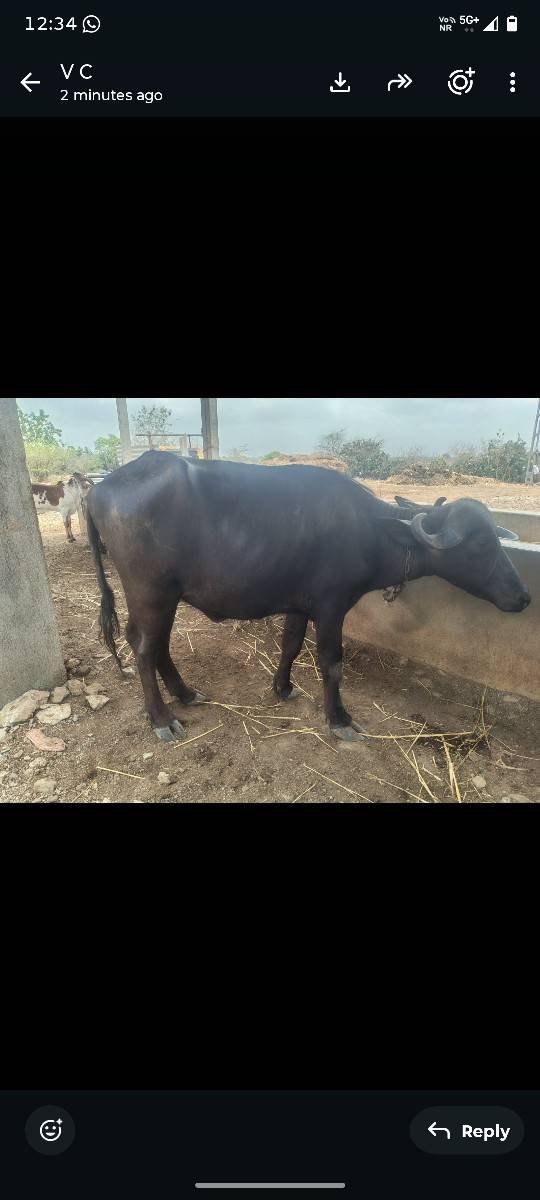 ખડેલુ 3 વરસ નું છે