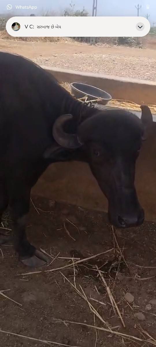 ખડેલુ 3 વરસ નું છે