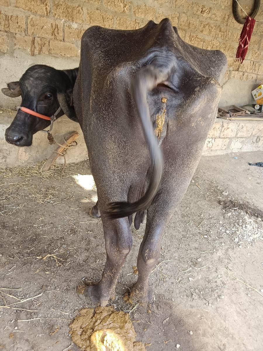 ભેંસ વેચવાની છે