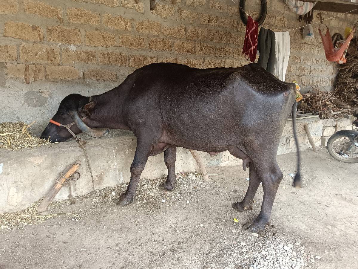 ભેંસ વેચવાની છે