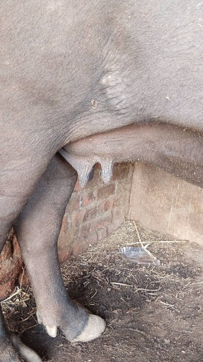 ખડેલું વેચવાનું છે