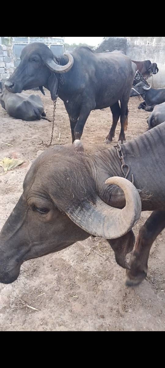 બે ખડેલા વેચાવ છે