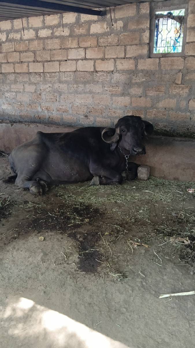 ભેંસ વેચવાની સે