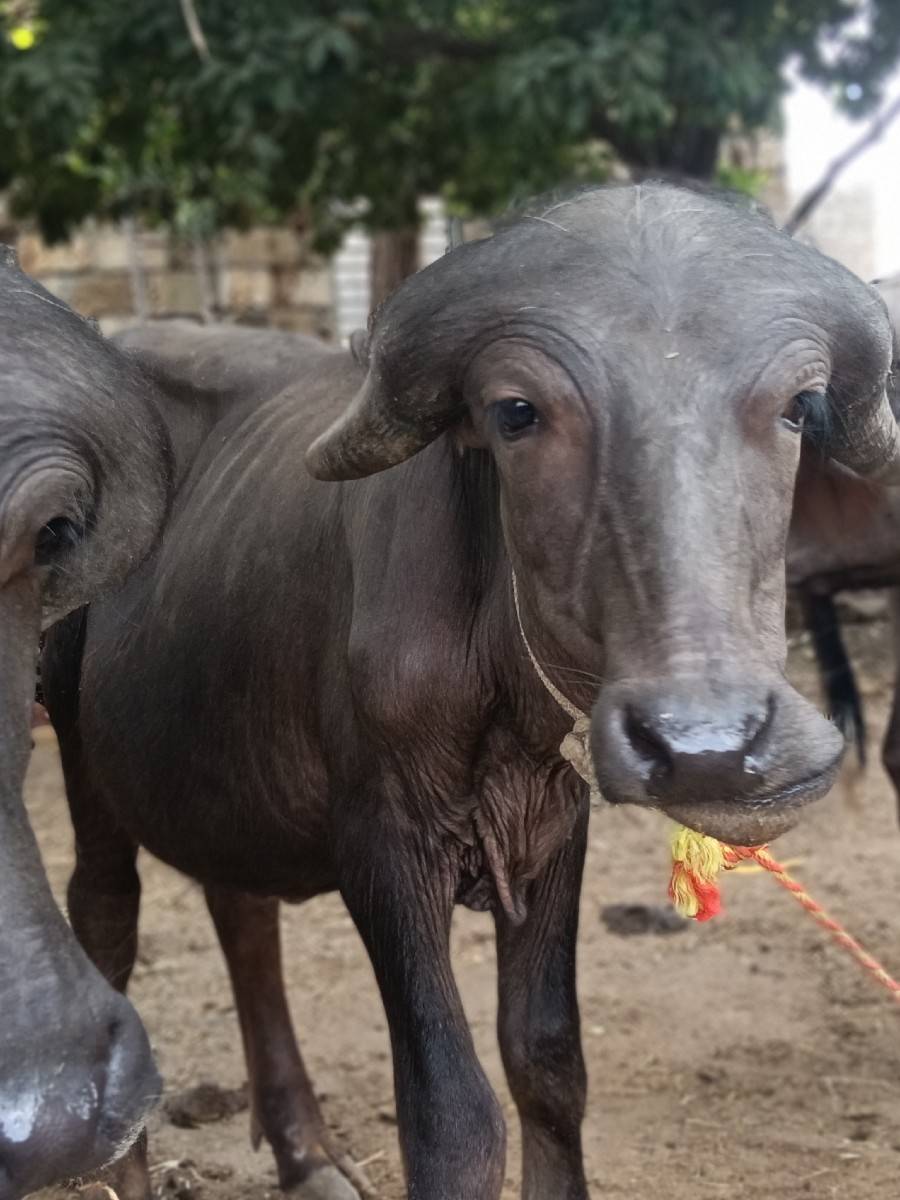 બેપાડા વેસવાના સે
