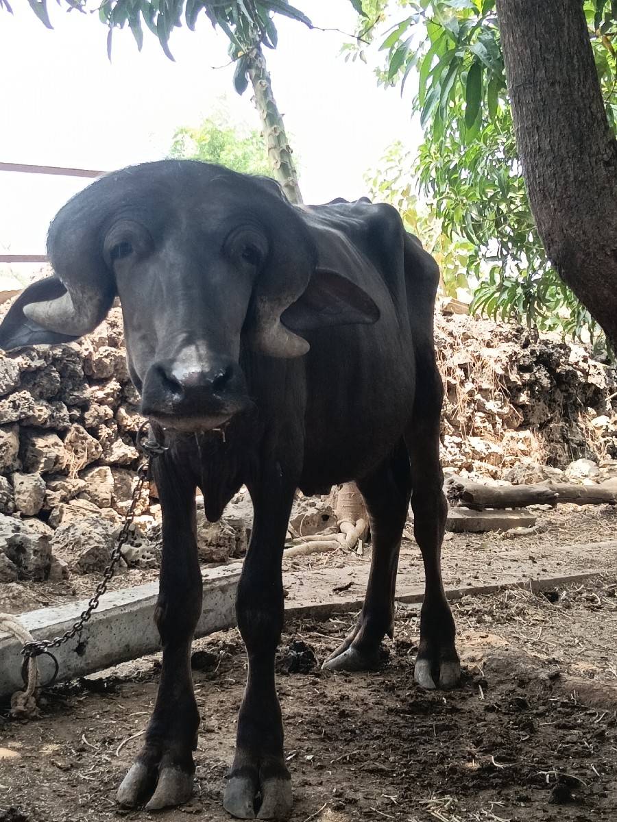 બેપાડા વેસવાના સે