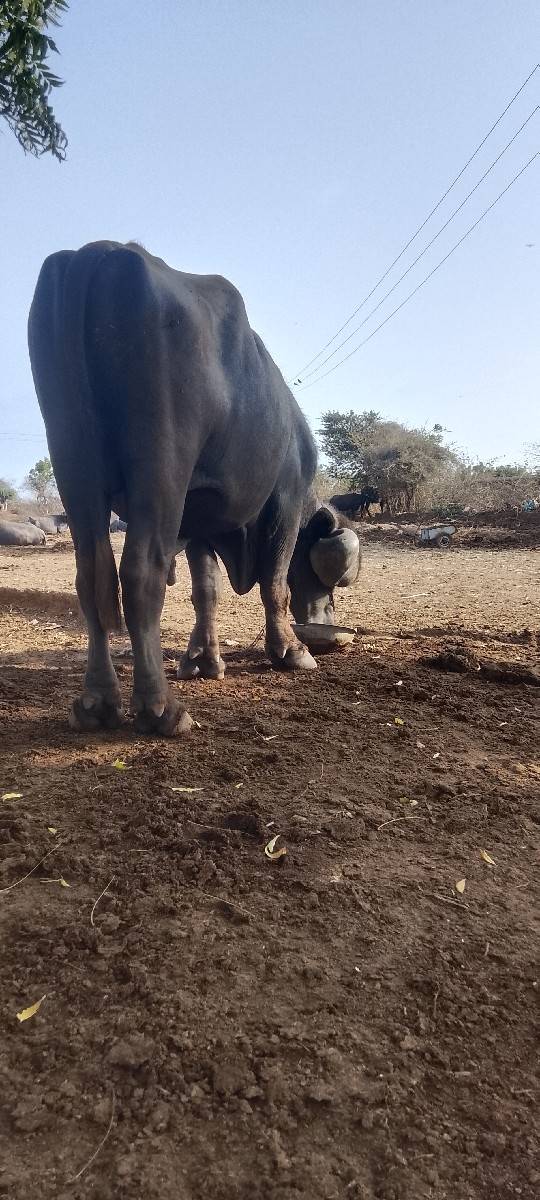 પાડો વેચવાનો છે