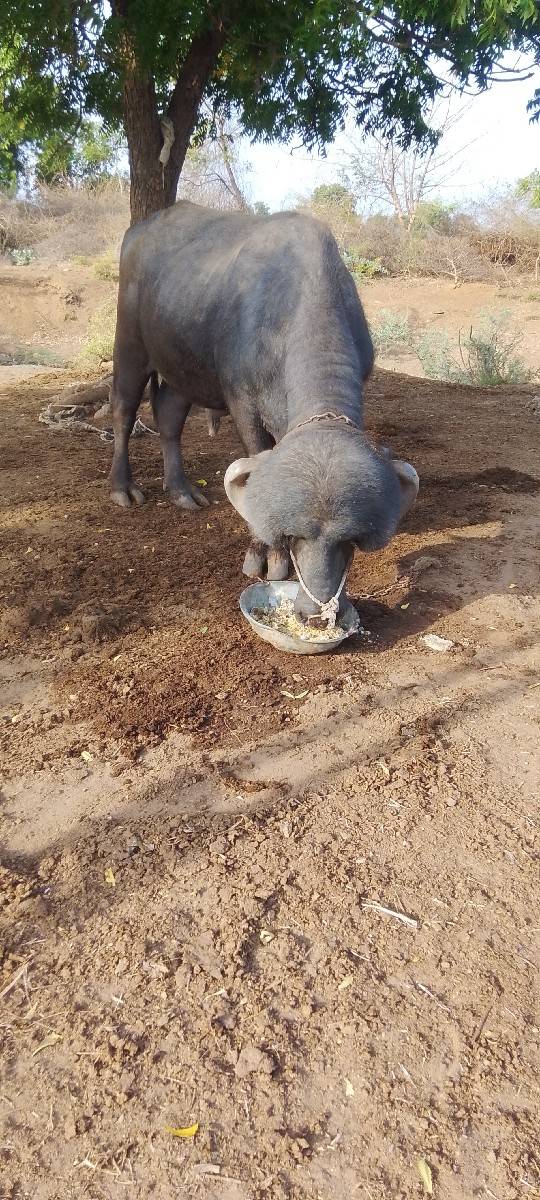 પાડો વેચવાનો છે