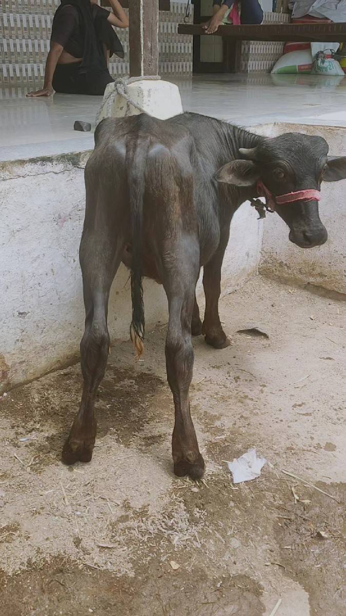 પાડી વેચવાની છે