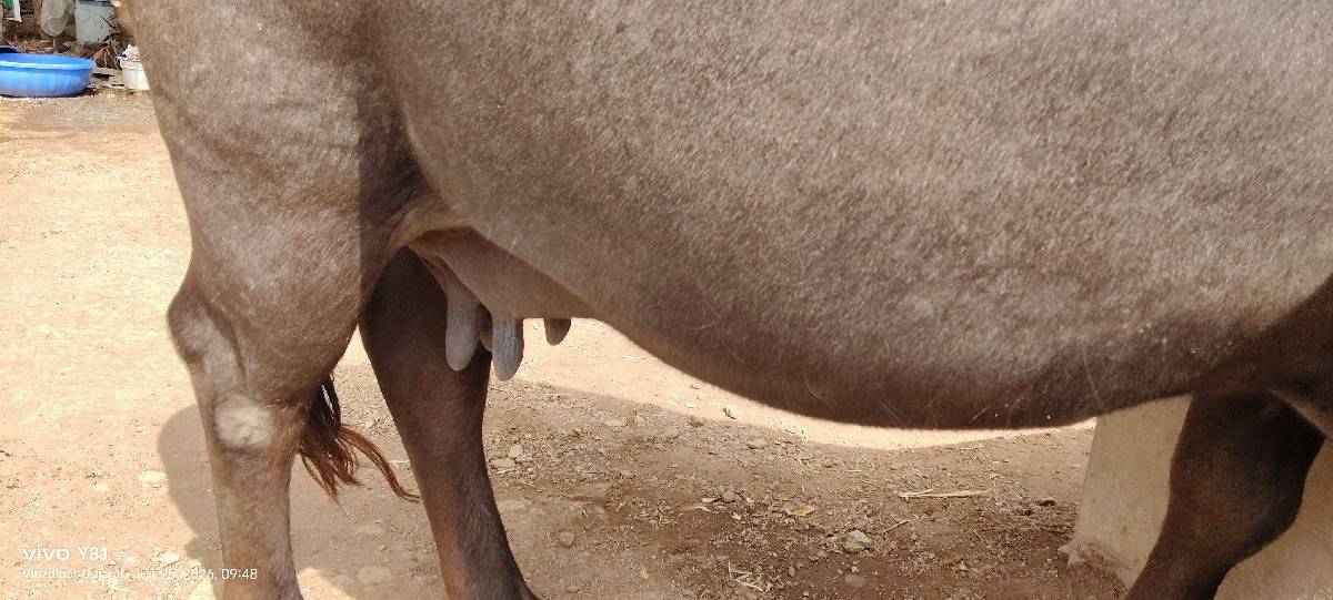 ભેંસ વેચવાની છે