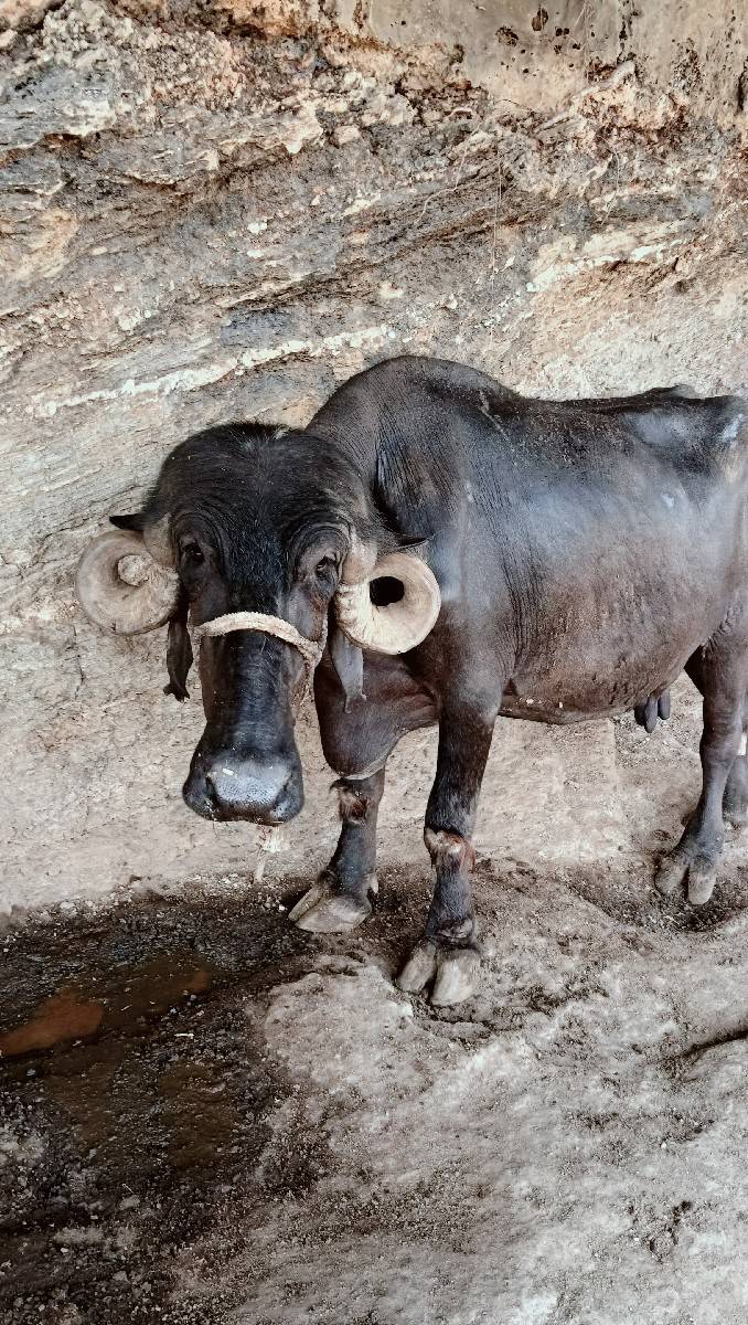 ભેંસ વેચવાની છે