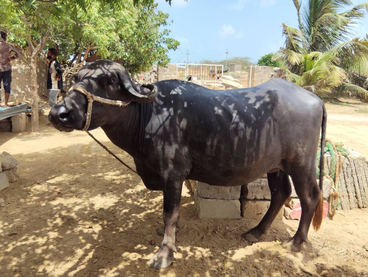 આ ખડેલી વેચવાની છે
