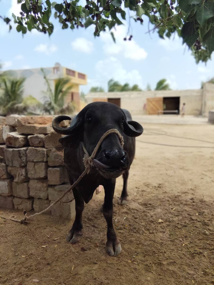 આ ખડેલી વેચવાની છે