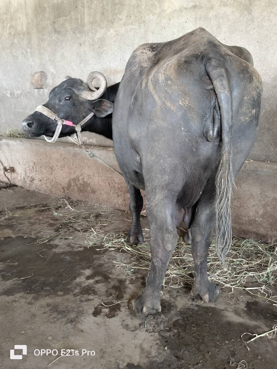 ભેંસ