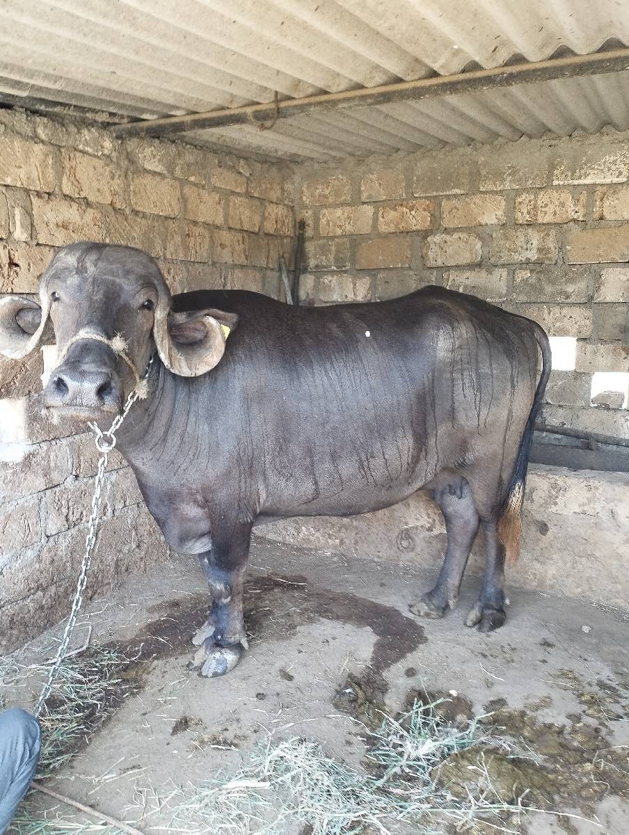 jafrabadi khadeli 2 ju vetar viya