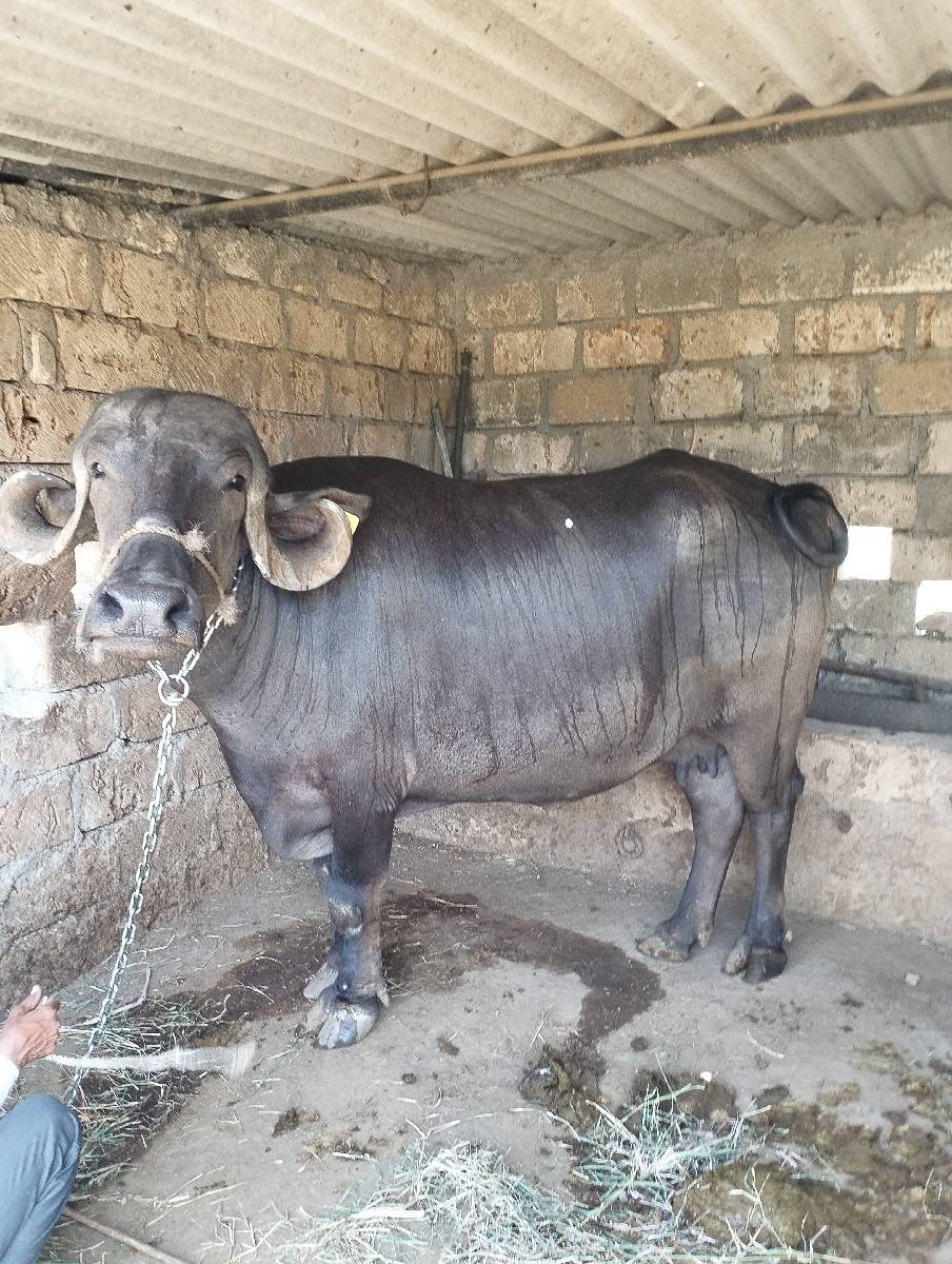 jafrabadi khadeli 2 ju vetar viya