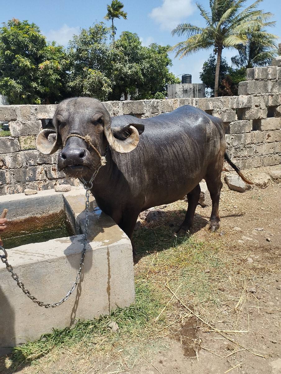 jafrabadi khadeli 2 ju vetar viya