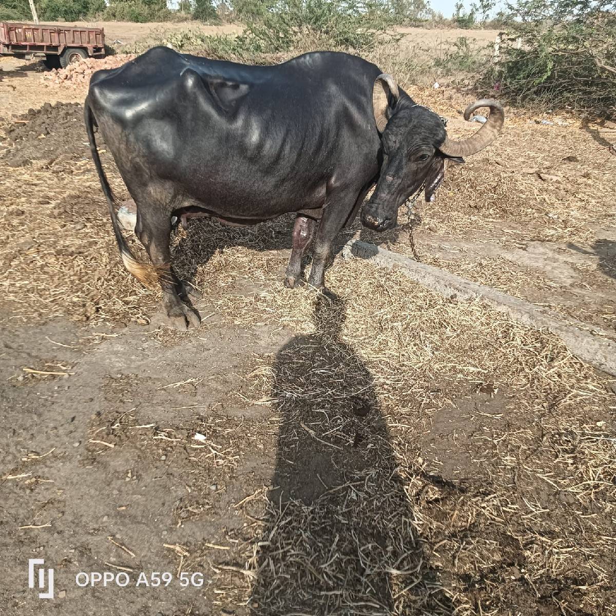 ભેંસ વેચવાની છે વેતર 4