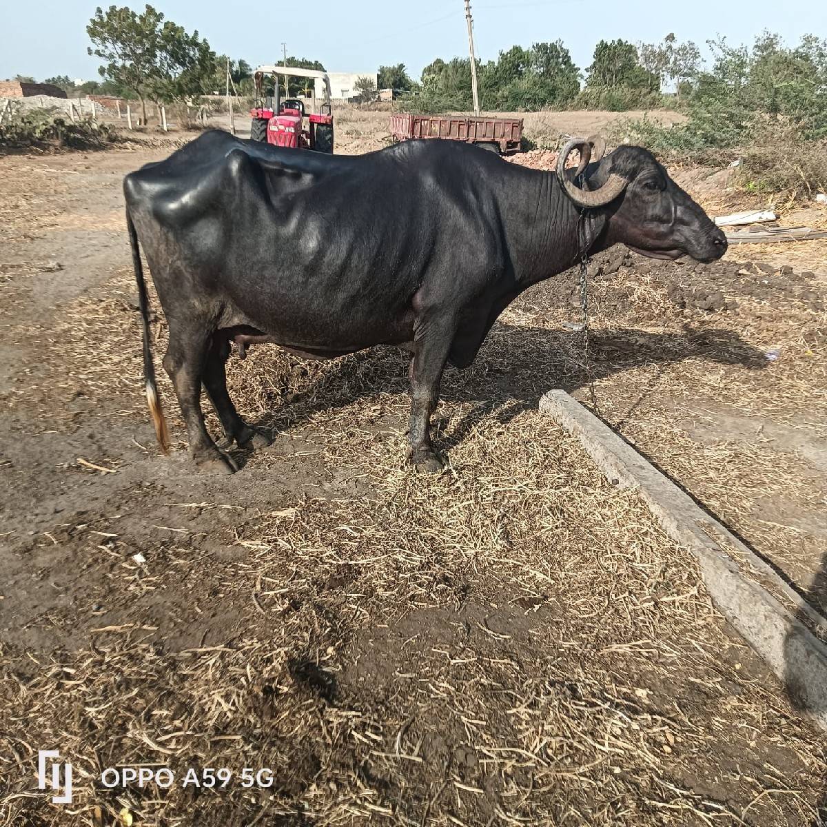 ભેંસ વેચવાની છે વેતર 4