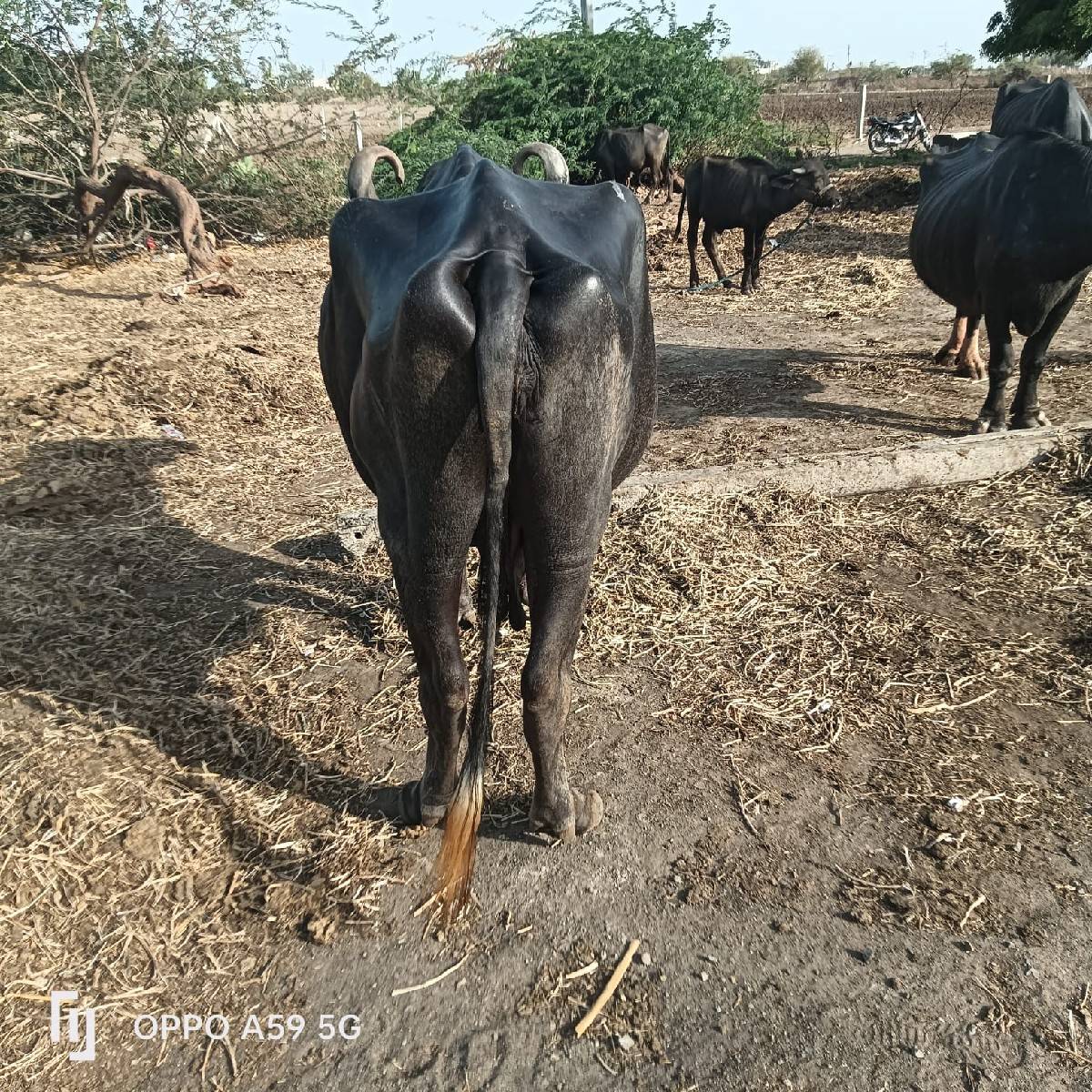 ભેંસ વેચવાની છે વેતર 4