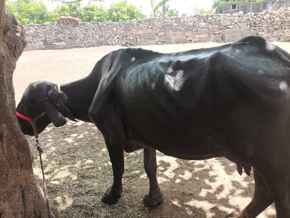 ભેંસ વેચવાની છે