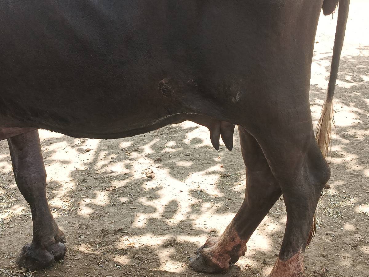 ભેંસ વેચવાની છે