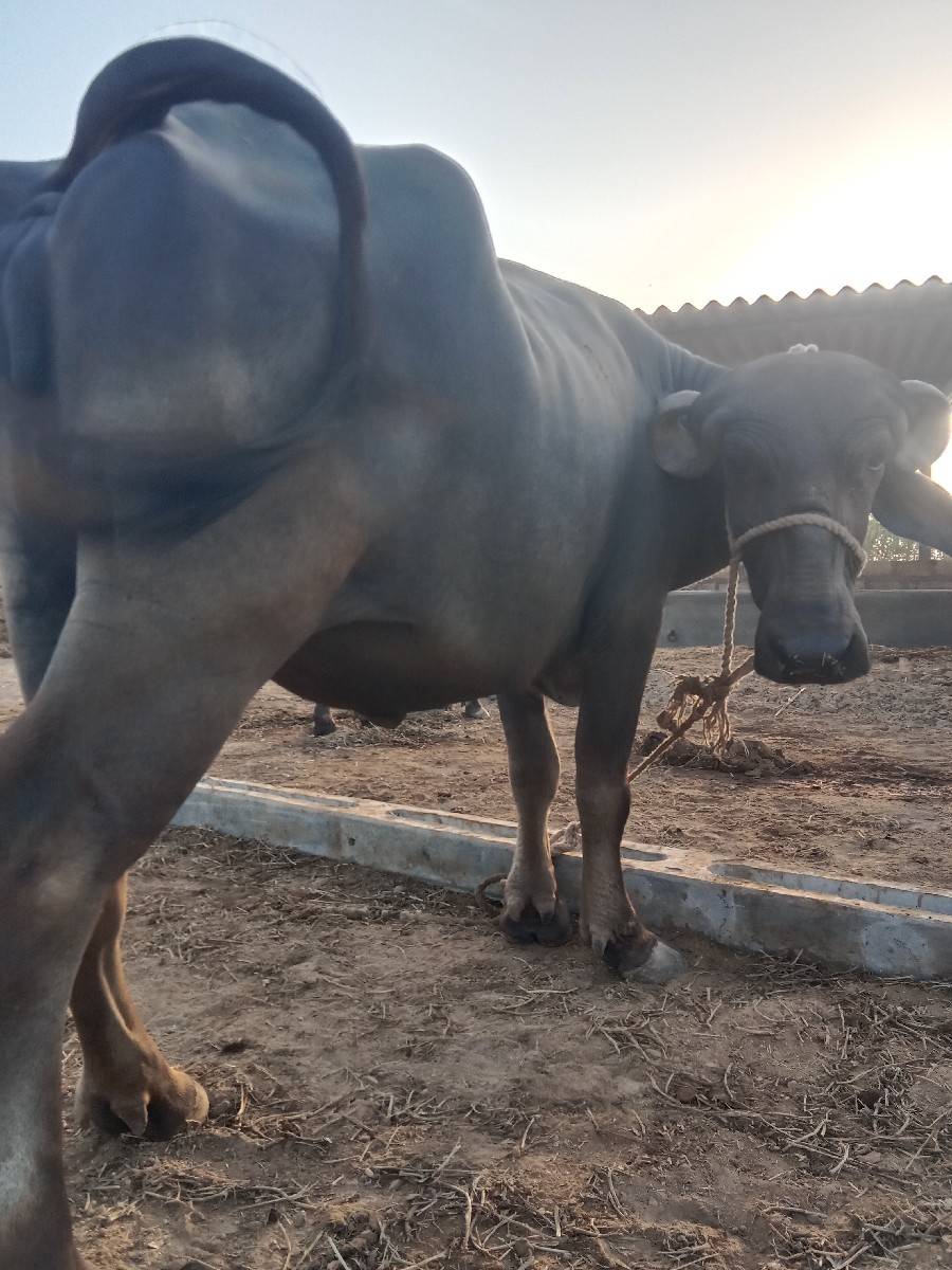 પેલા વેતરમાં ખડેલી