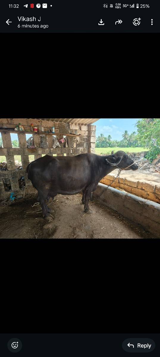 ભેસ વેચવાની છે.
