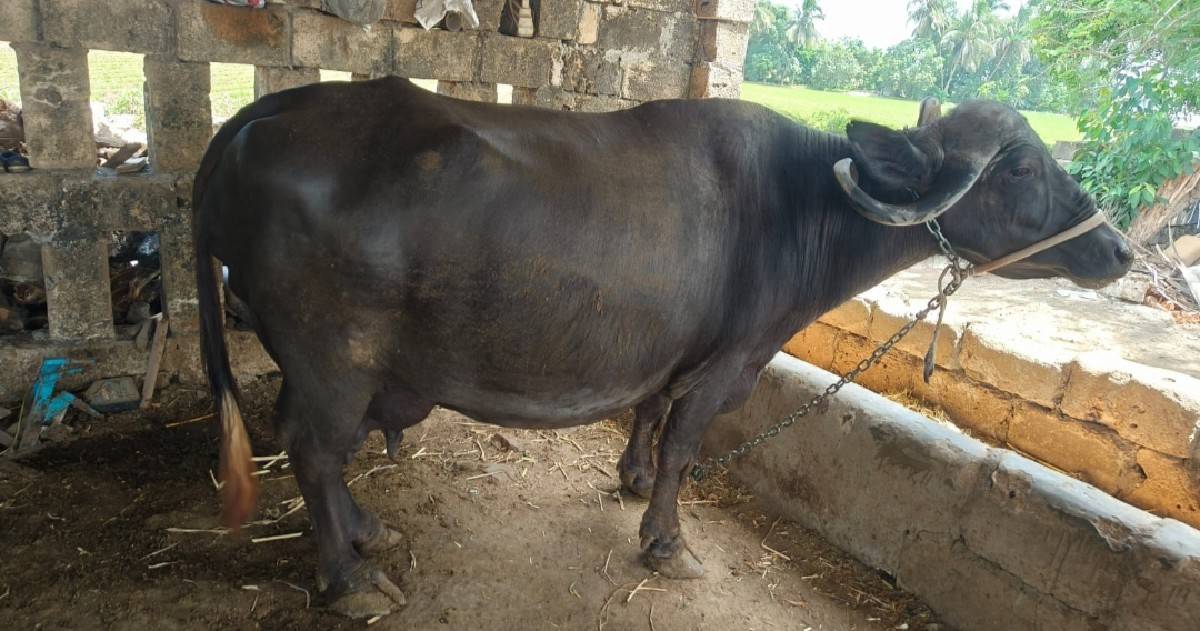 ભેસ વેચવાની છે.