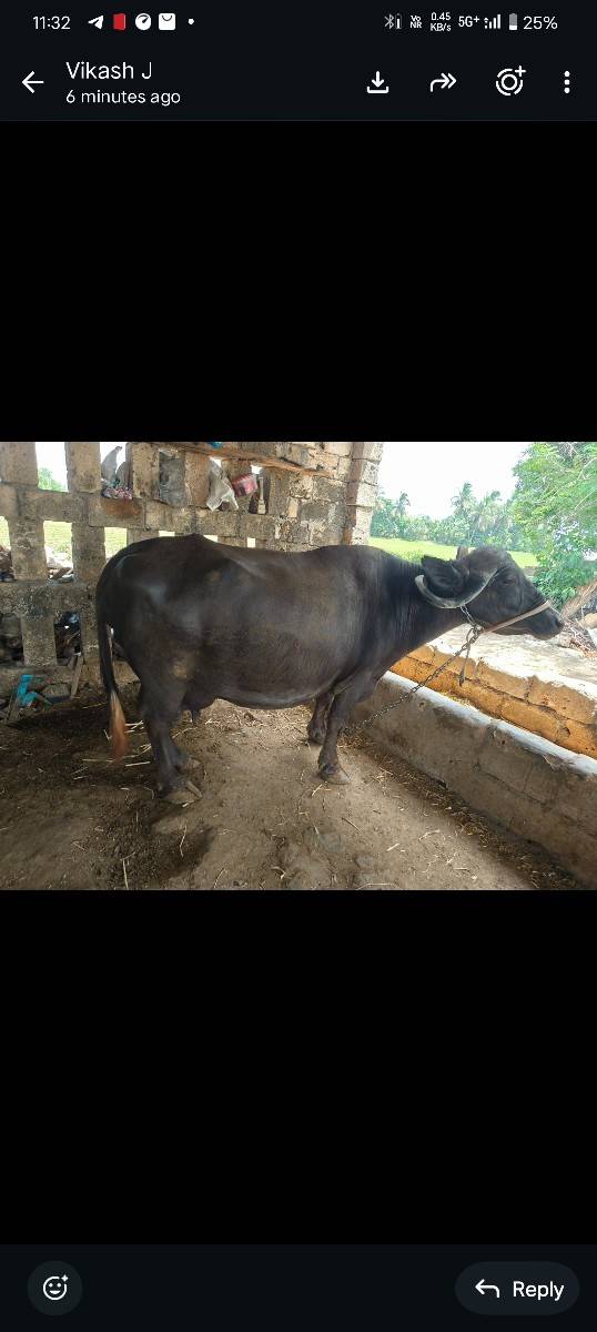 ભેસ વેચવાની છે.