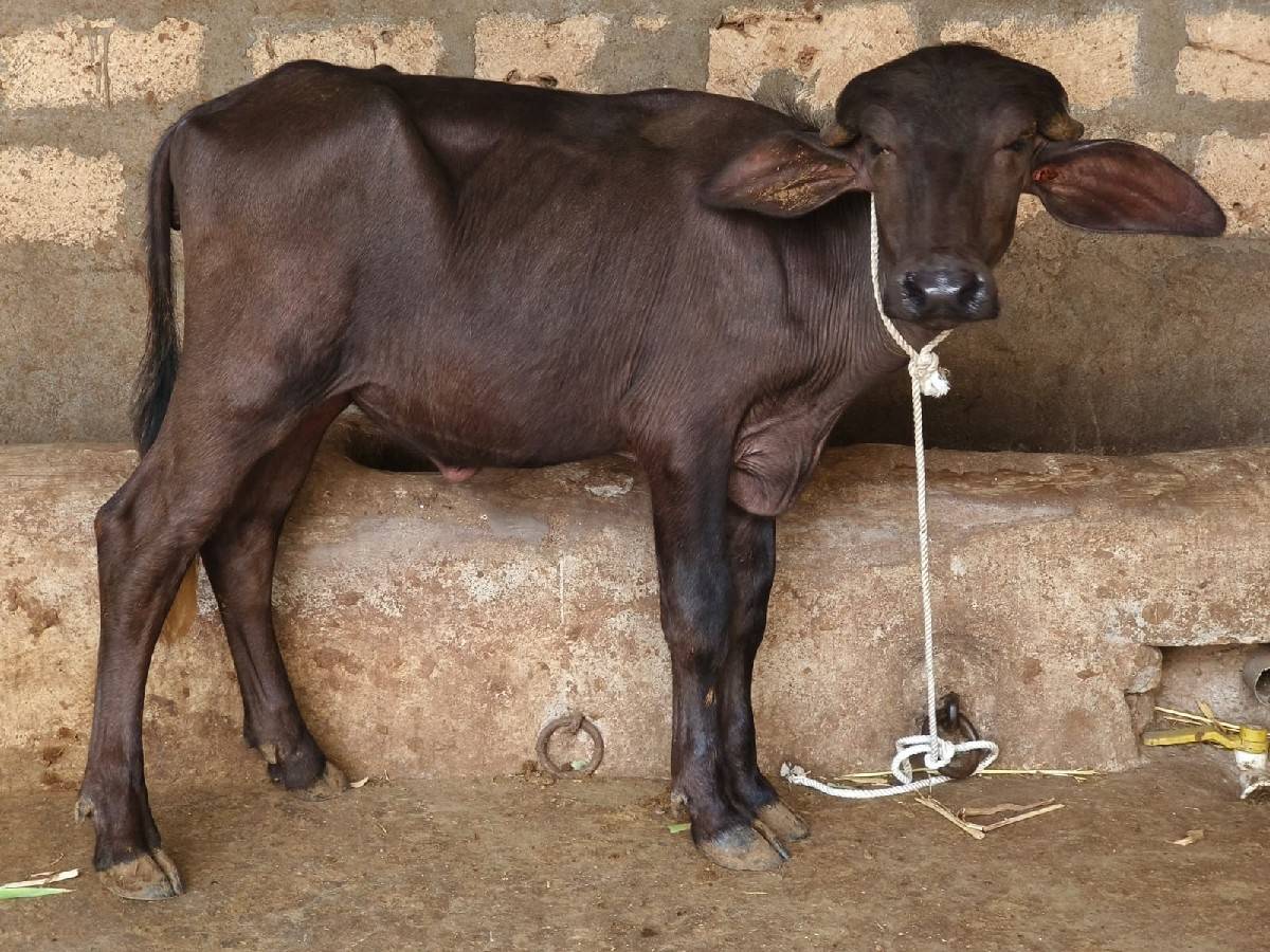 જાફરાબાદી પાડી વેચવાની છે
