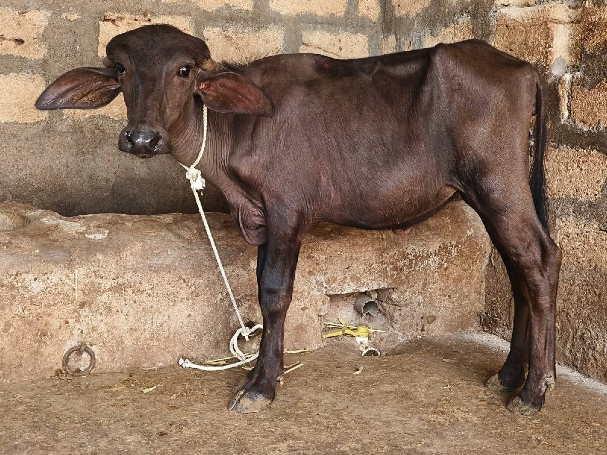 જાફરાબાદી પાડી વેચવાની છે
