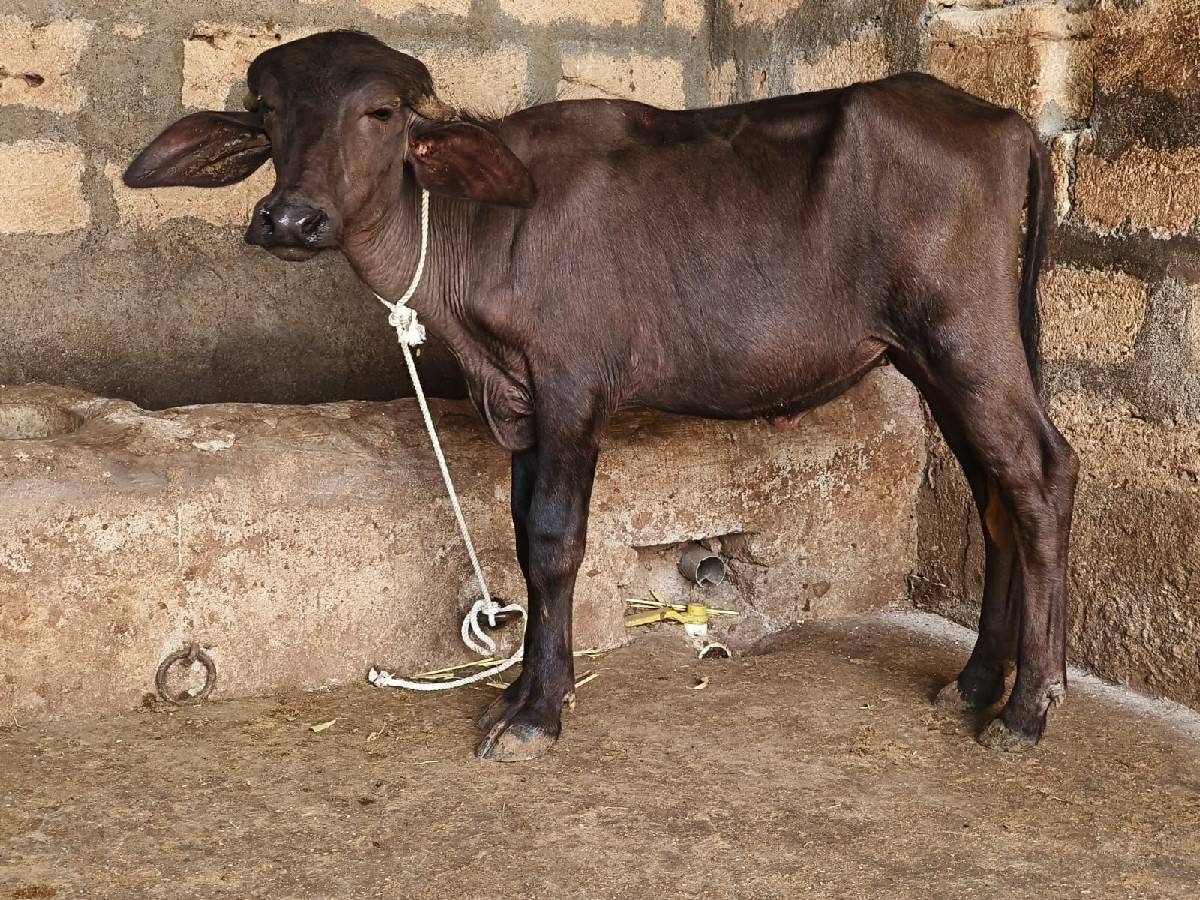 જાફરાબાદી પાડી વેચવાની છે
