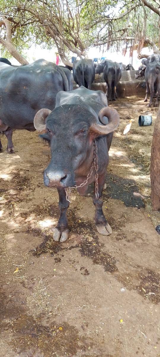 ભેશ
