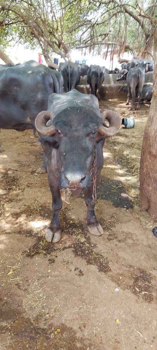 ભેશ