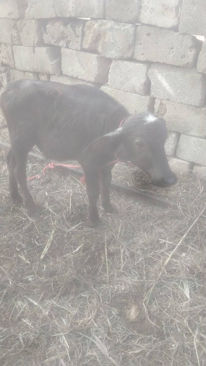 પાડા નું  પાડી સાથે સાટું કરવુ