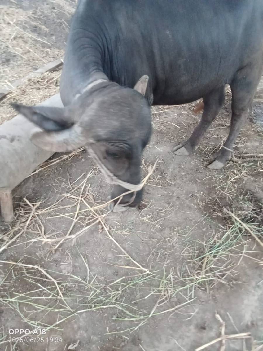 ખડેલી વેચવાની છે