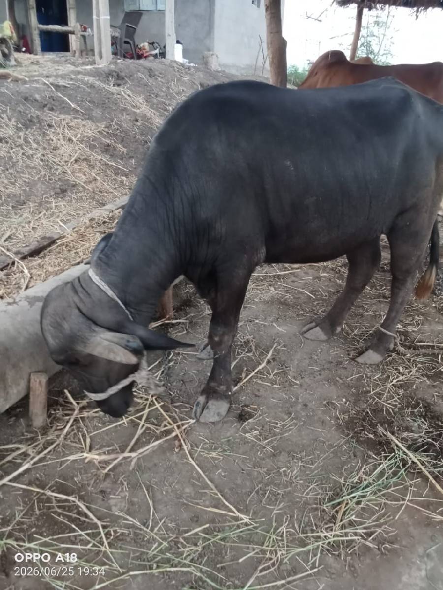 ખડેલી વેચવાની છે