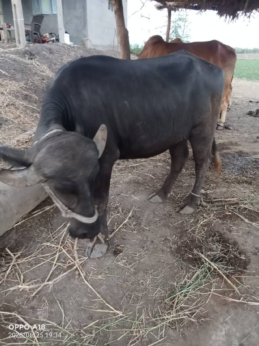 ખડેલી વેચવાની છે